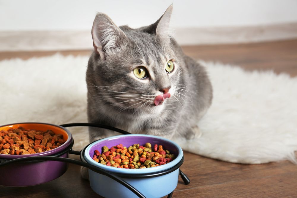 Alegerea hranei pentru pisici în funcție de vârsta, rasa și starea de sănătate a felinei tale